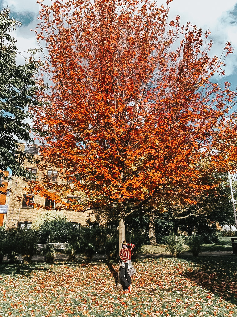 autumn scenes November