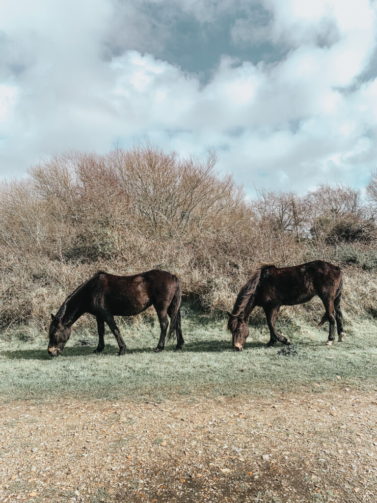 Horses in Lymington