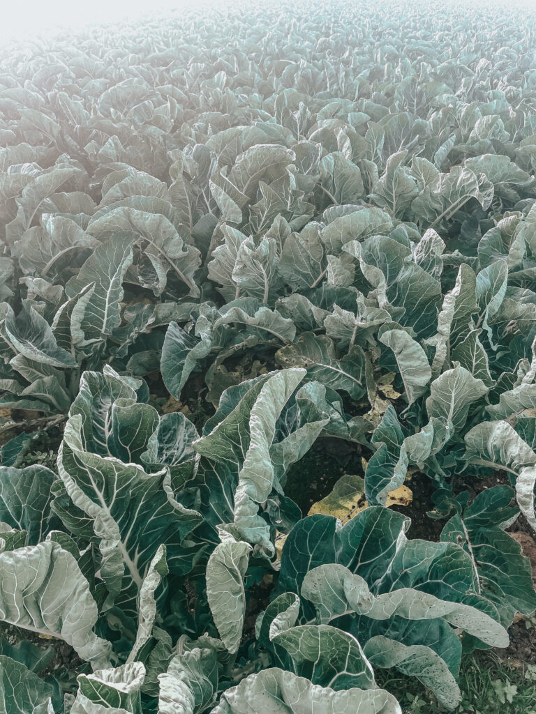Cabbage patch, Kent